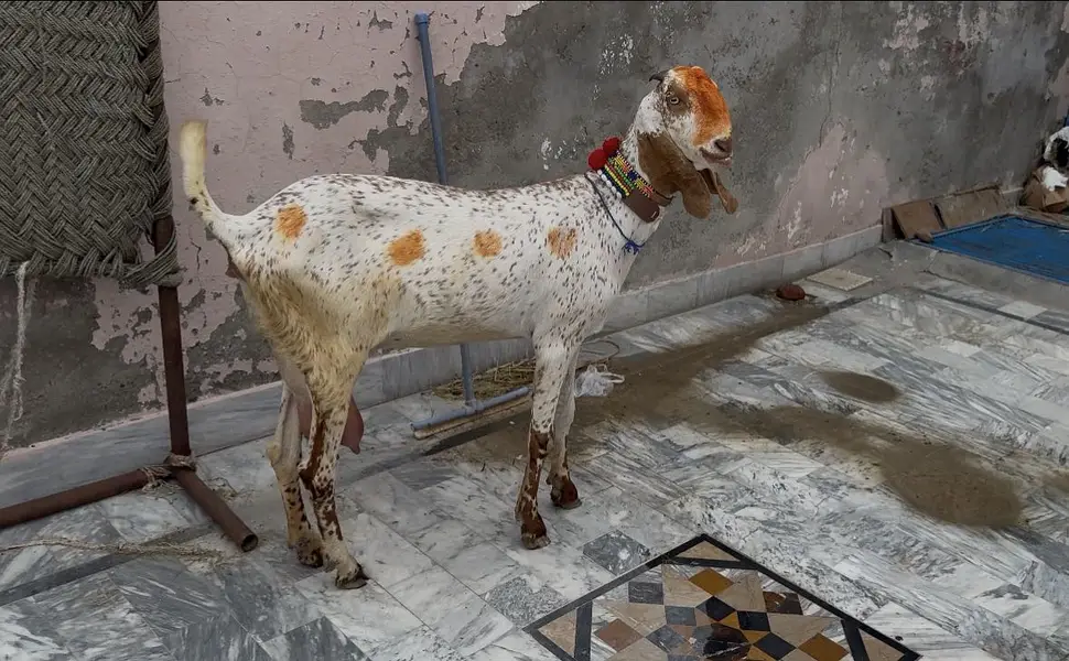 Pure makhi chini bakri achy dodh wali — photo 4