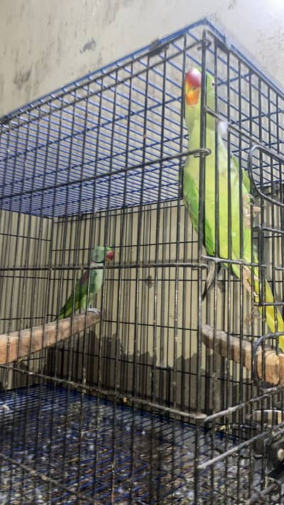 Raw breeder pair with cage