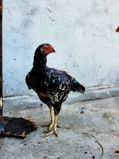 Aseel Chicks