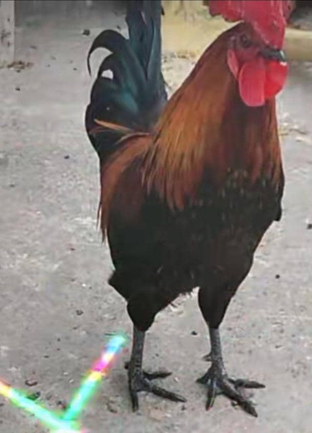 silki murga 0