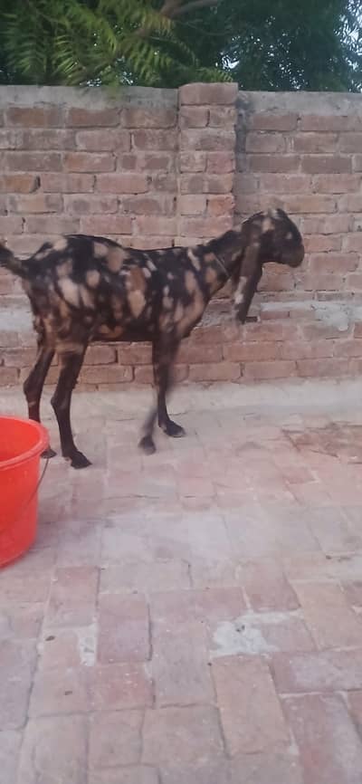 bakri for sale