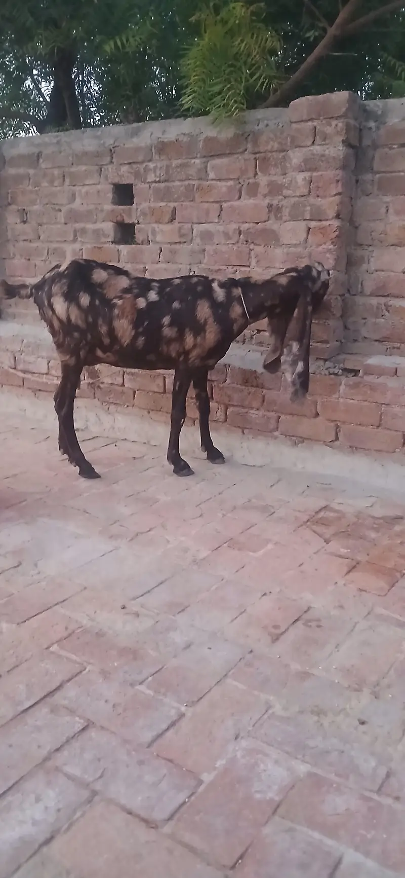 bakri for sale — photo 2