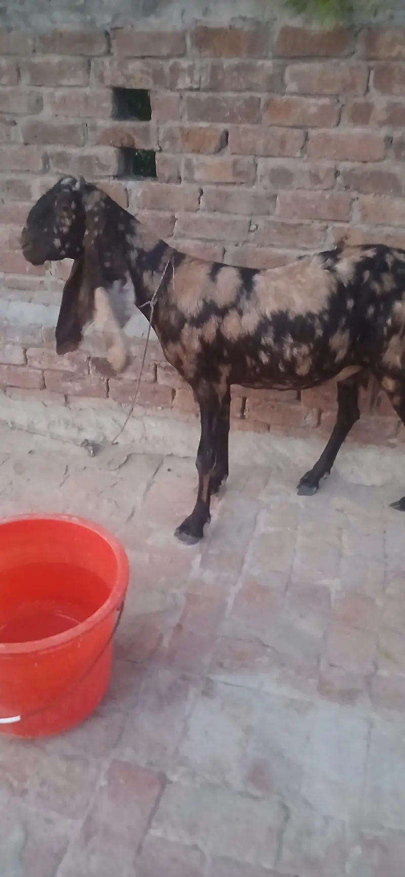bakri for sale — photo 3