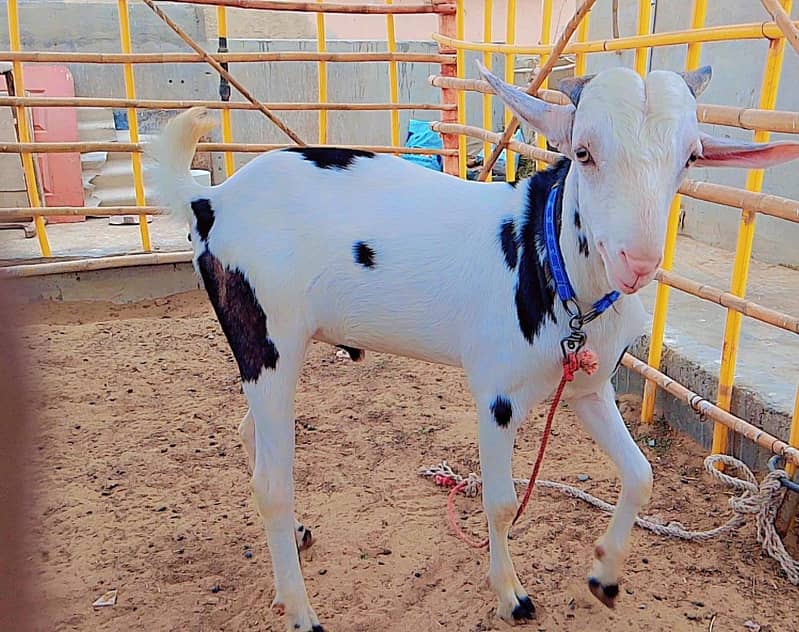 Pure Abluck Tedda 3