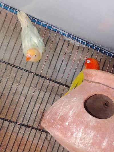 love birds and budgie