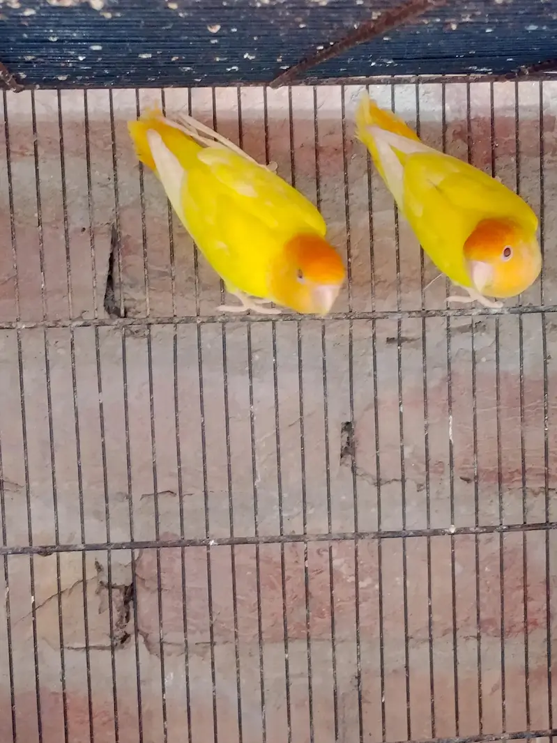 love birds and budgie — photo 2
