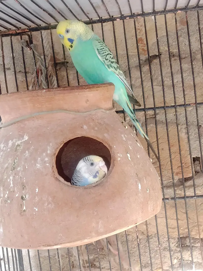 love birds and budgie — photo 3