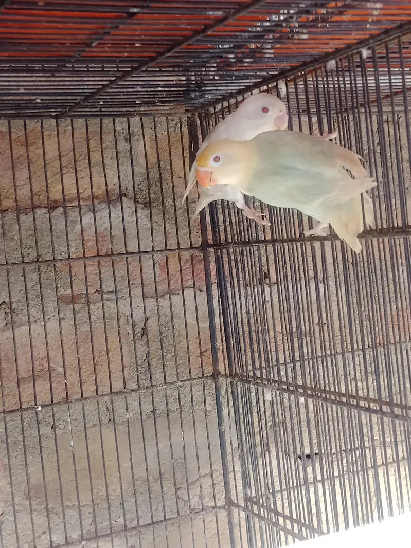 love birds and budgie — photo 4