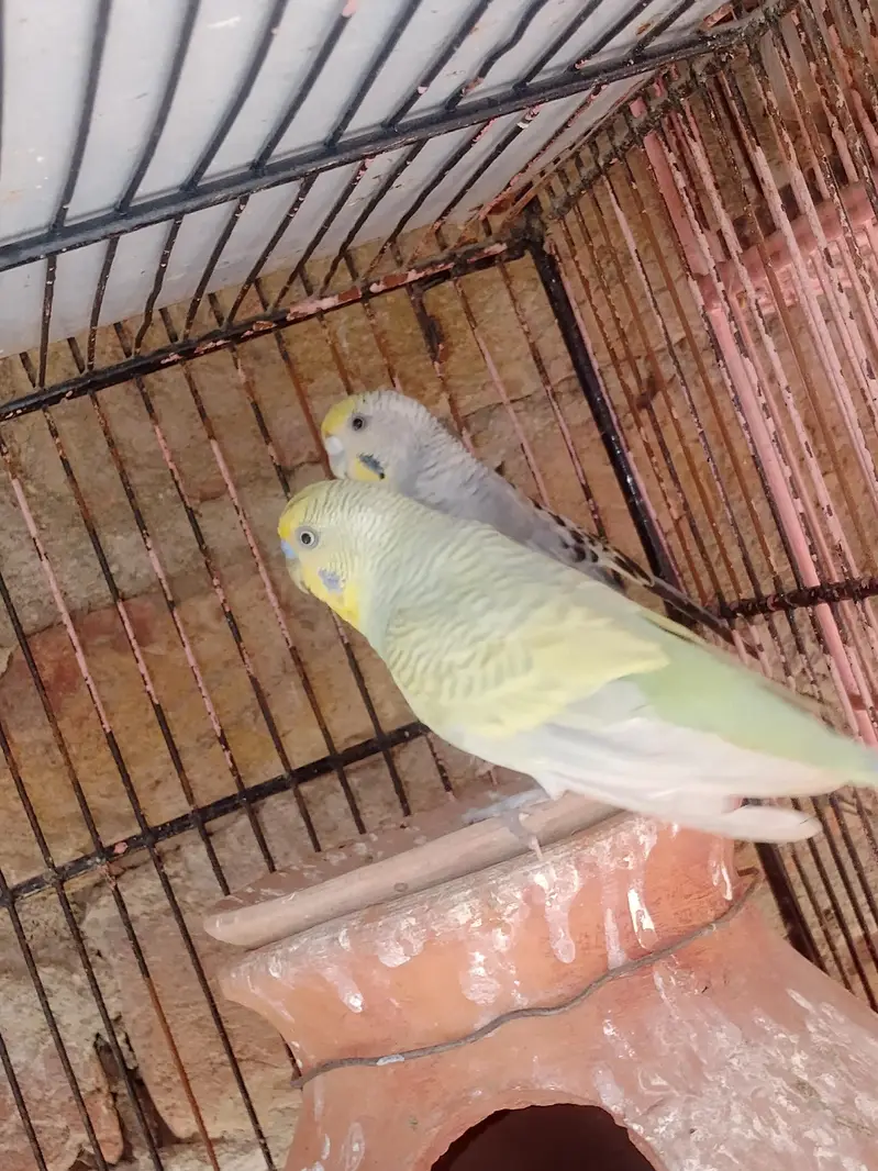 love birds and budgie — photo 5