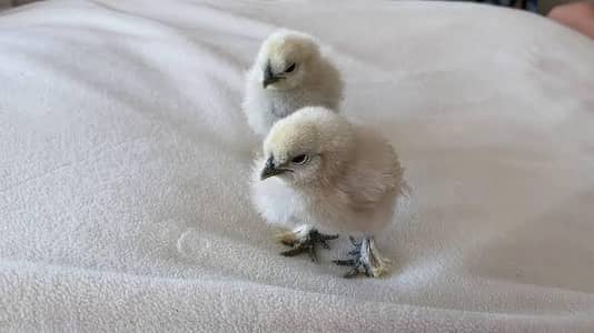 1 week and 1 month old silkies available for sale Negotiable price