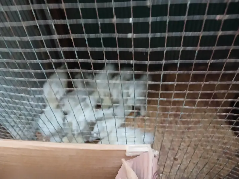 1 week and 1 month old silkies available for sale Negotiable price — photo 2