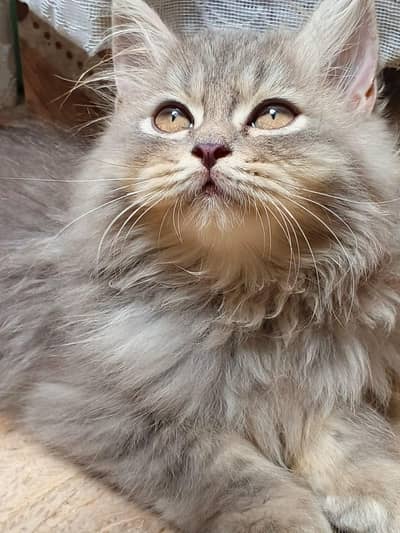 TRIPLE COATED MALE KITTEN