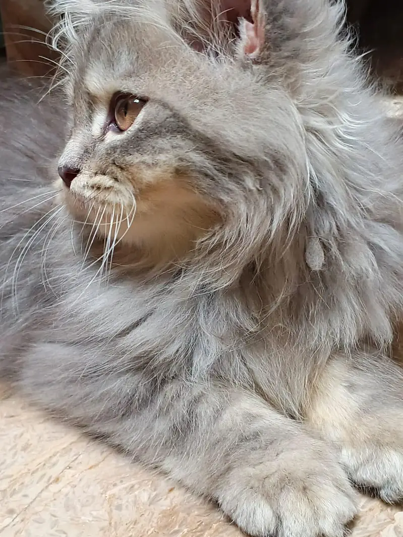 TRIPLE COATED MALE KITTEN — photo 2