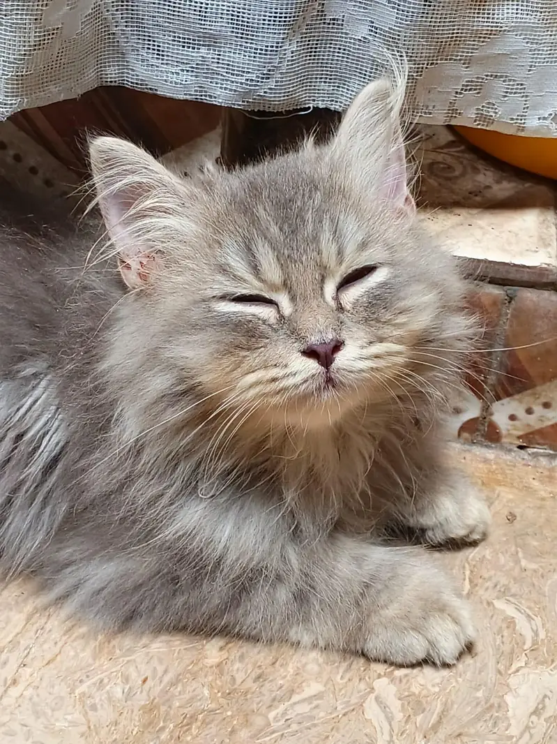 TRIPLE COATED MALE KITTEN — photo 3