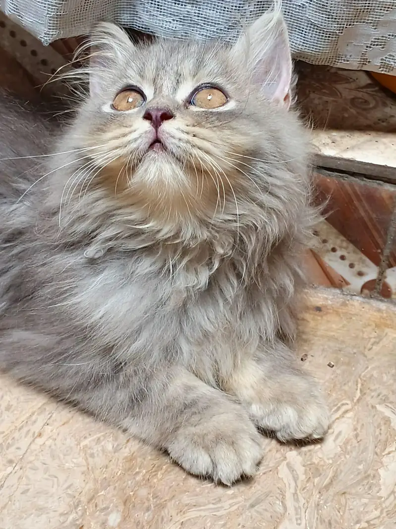 TRIPLE COATED MALE KITTEN — photo 4