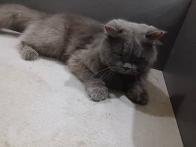 Persian cat for sale