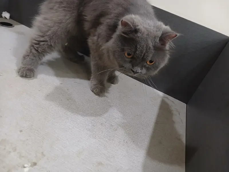 Persian cat for sale — photo 2