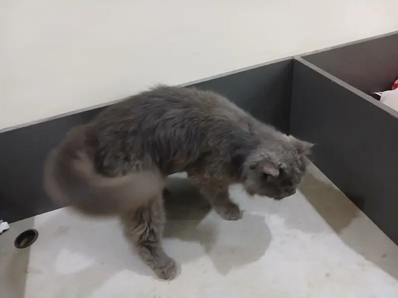 Persian cat for sale — photo 3