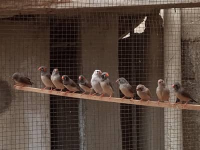 Finches Available