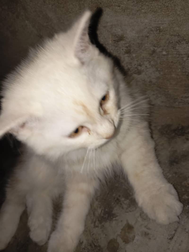 pair kitten 1