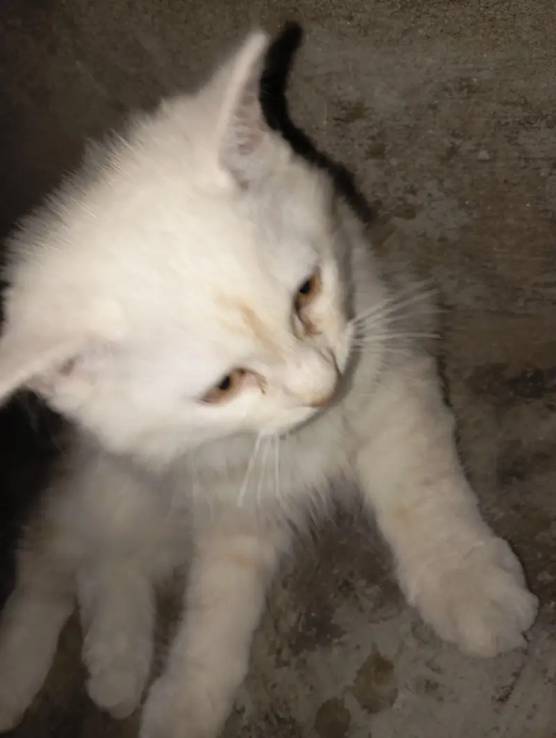 pair kitten — photo 2