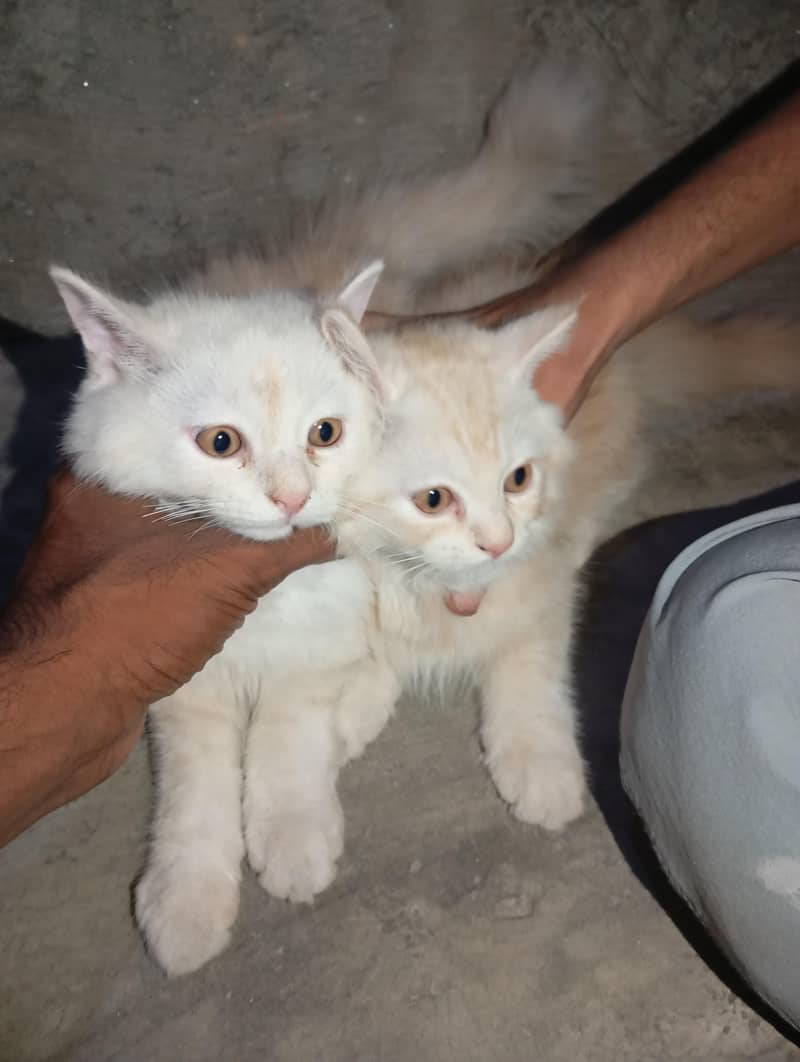 pair kitten 2