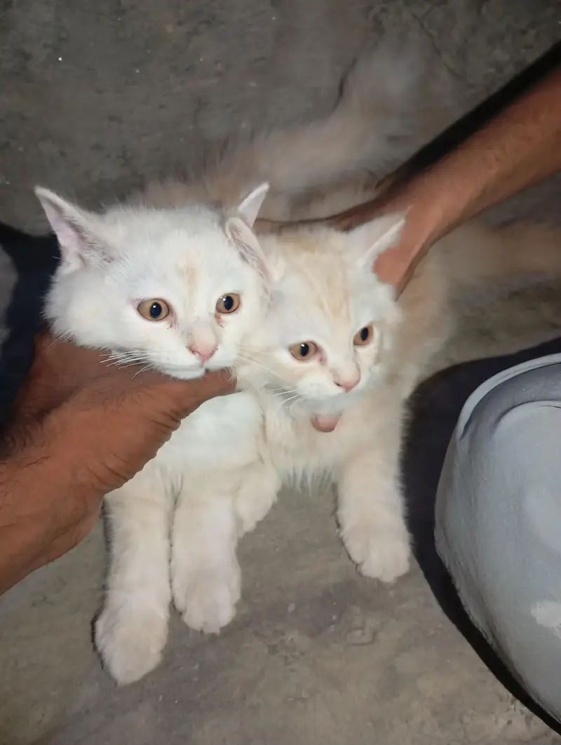pair kitten — photo 3