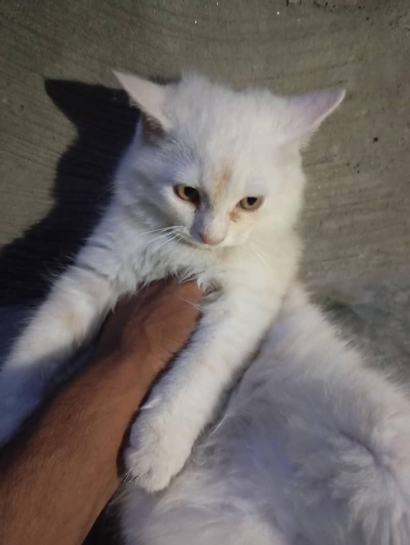 pair kitten 3
