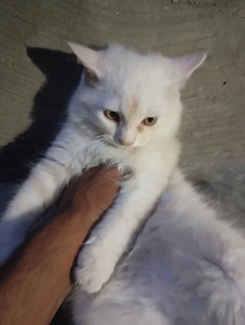 pair kitten — photo 4