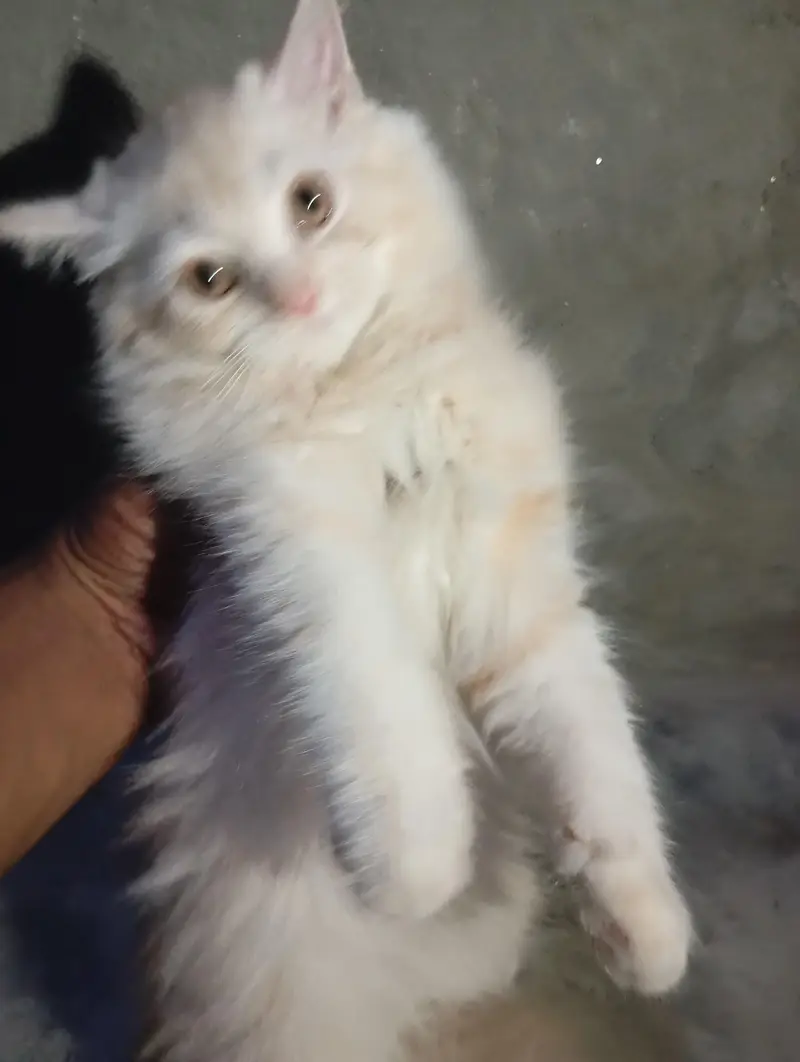 pair kitten — photo 5