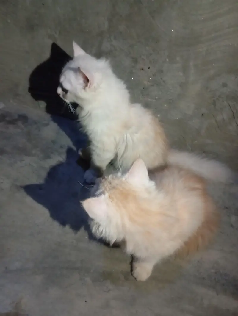 pair kitten — photo 6