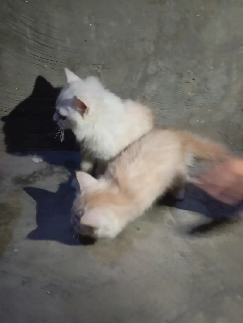 pair kitten — photo 7