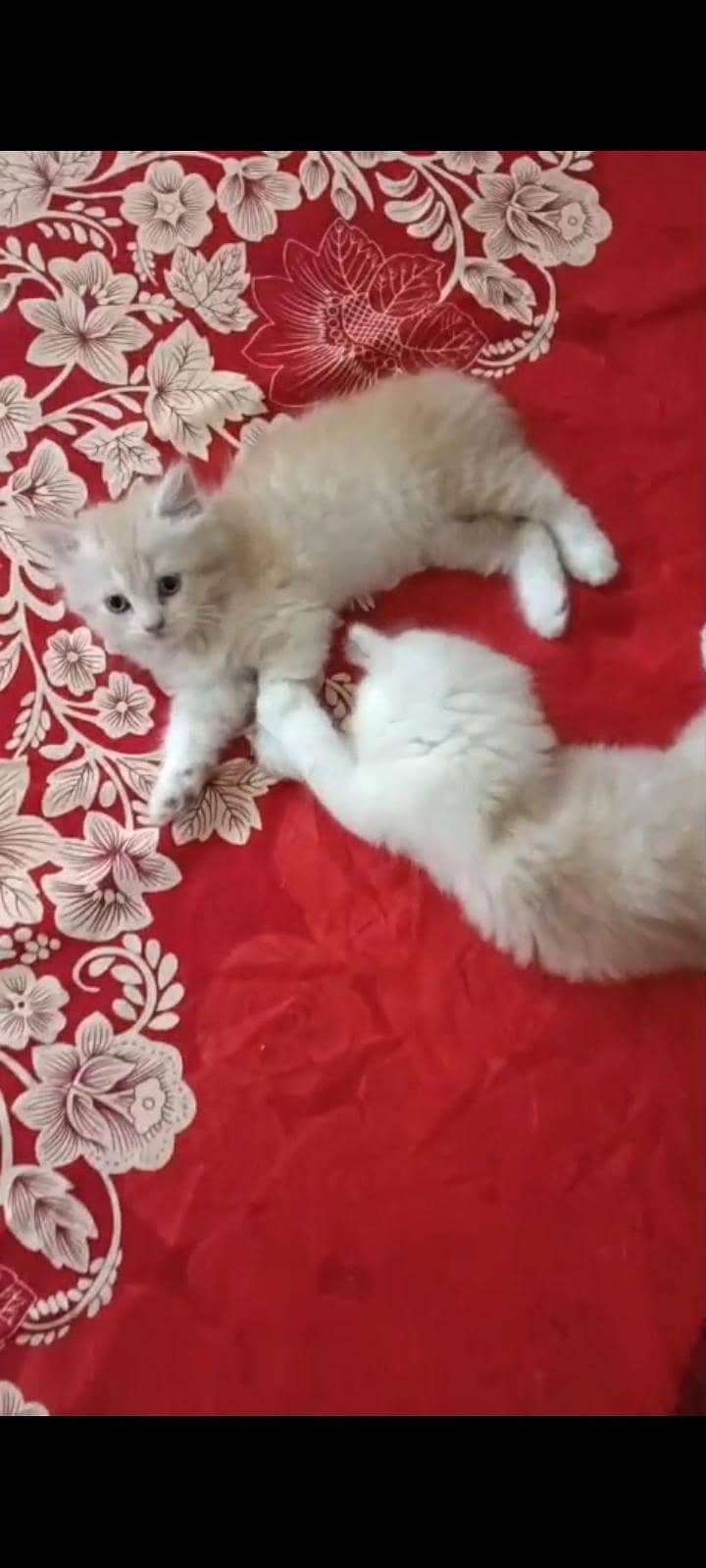 pair kitten 7