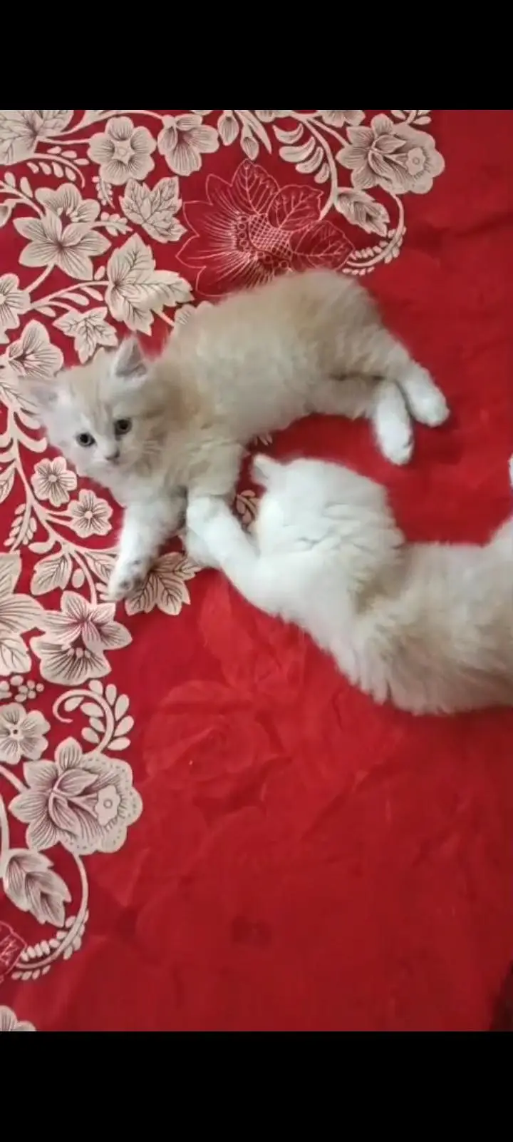 pair kitten — photo 8