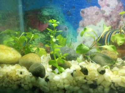 aquarium live plants