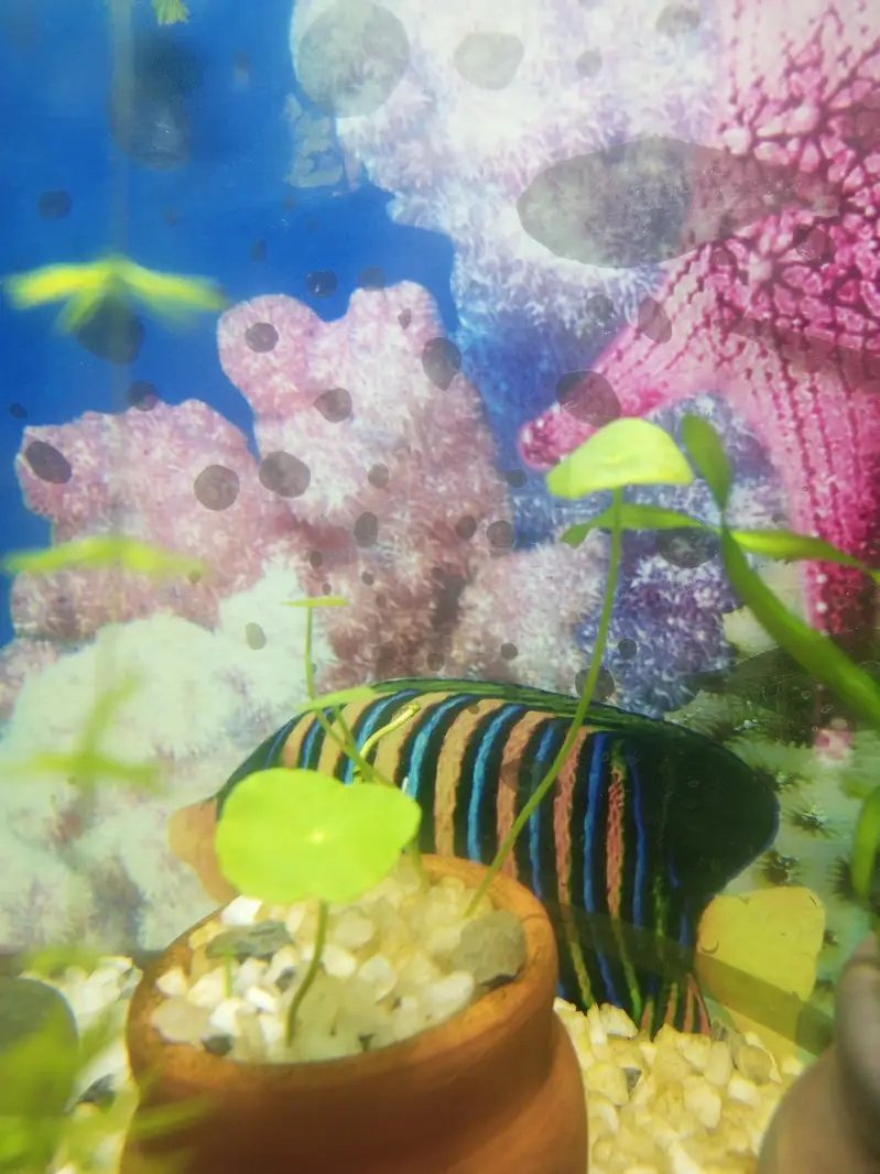 aquarium live plants — photo 2
