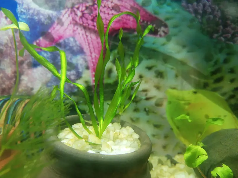 aquarium live plants — photo 3
