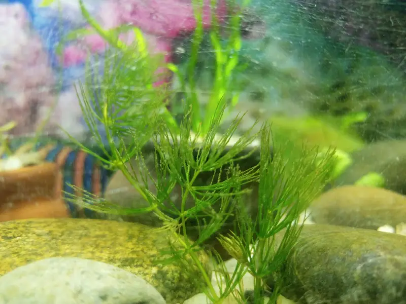 aquarium live plants — photo 4