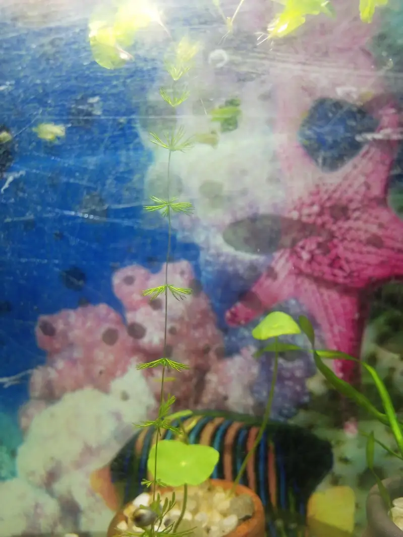 aquarium live plants — photo 5