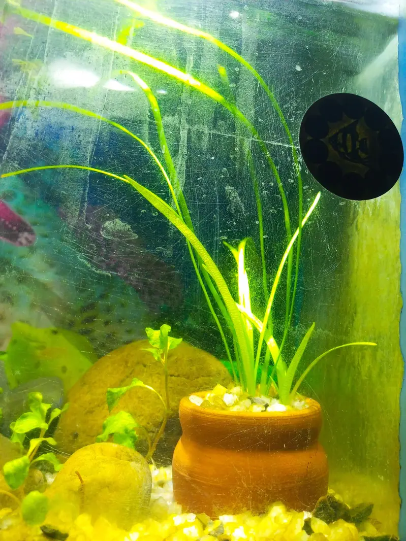 aquarium live plants — photo 6