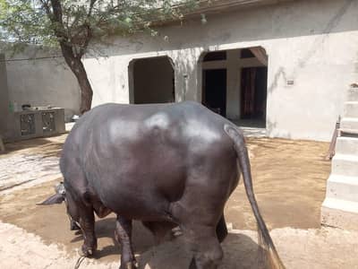 BABLU