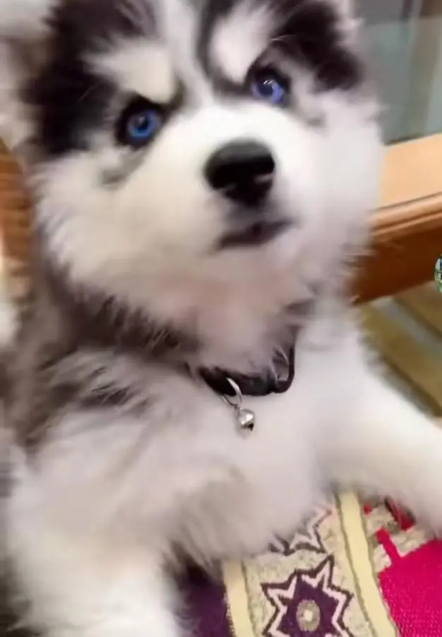 Pure Husky Puppy for Sale — photo 4