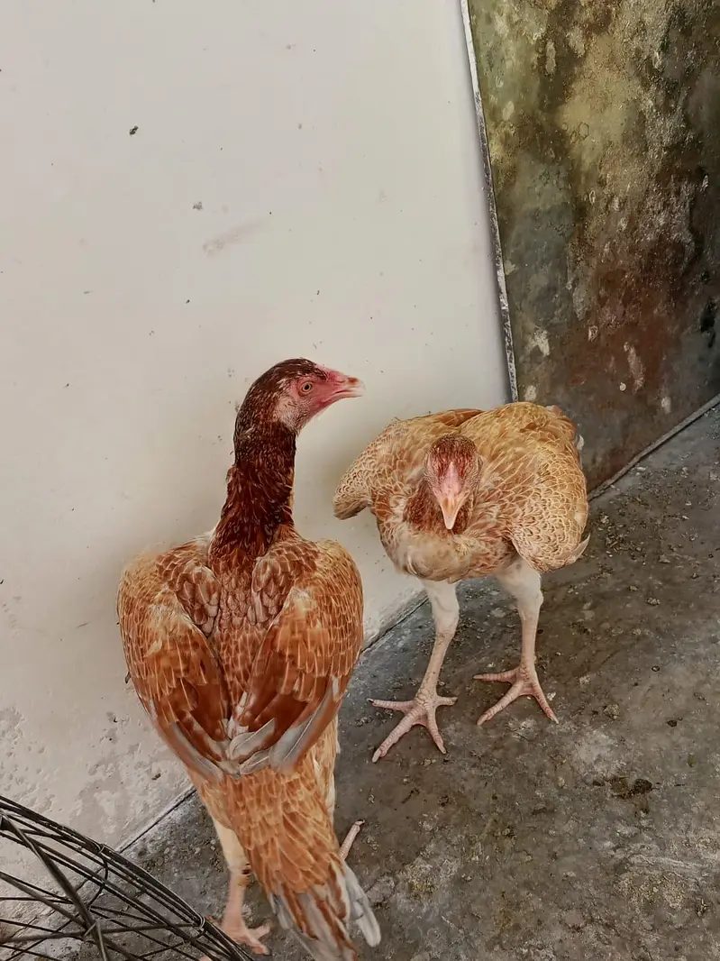 nasli aseel murge ,price on picture , pair sale. . . — photo 12