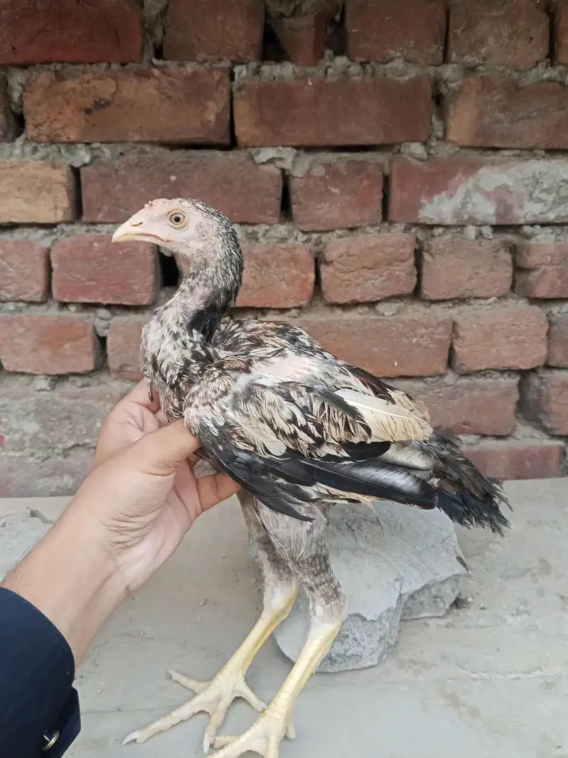 Lakha  Breed Murga Ka Bacha –Rs. 2000 per piec — photo 2