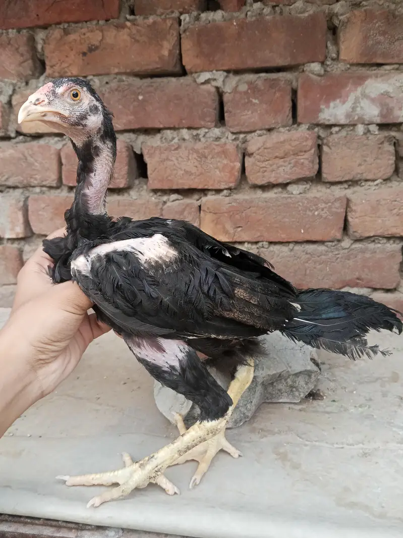 Lakha  Breed Murga Ka Bacha –Rs. 2000 per piec — photo 3