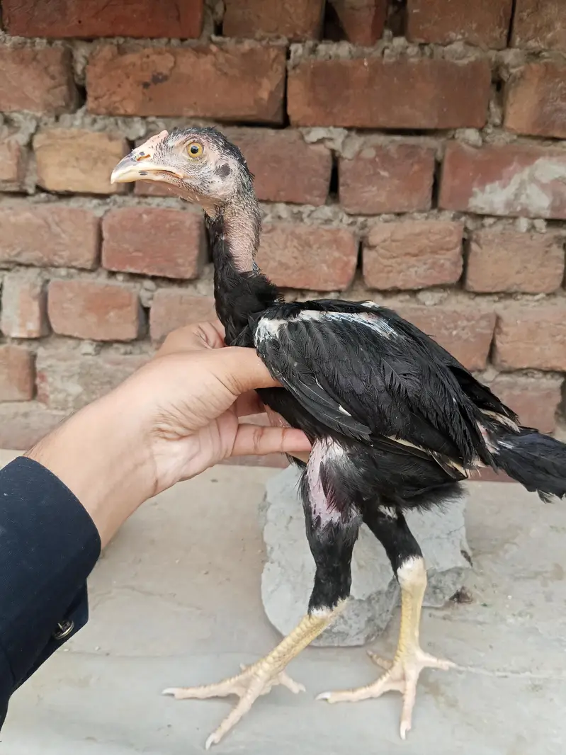 Lakha  Breed Murga Ka Bacha –Rs. 2000 per piec — photo 4