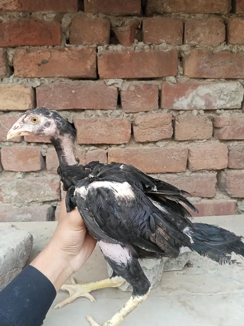 Lakha  Breed Murga Ka Bacha –Rs. 2000 per piec — photo 5
