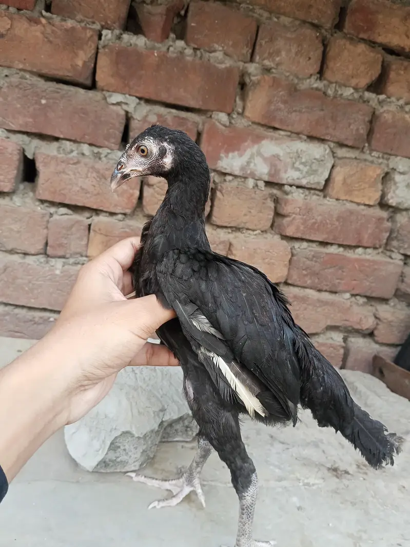 Lakha  Breed Murga Ka Bacha –Rs. 2000 per piec — photo 6