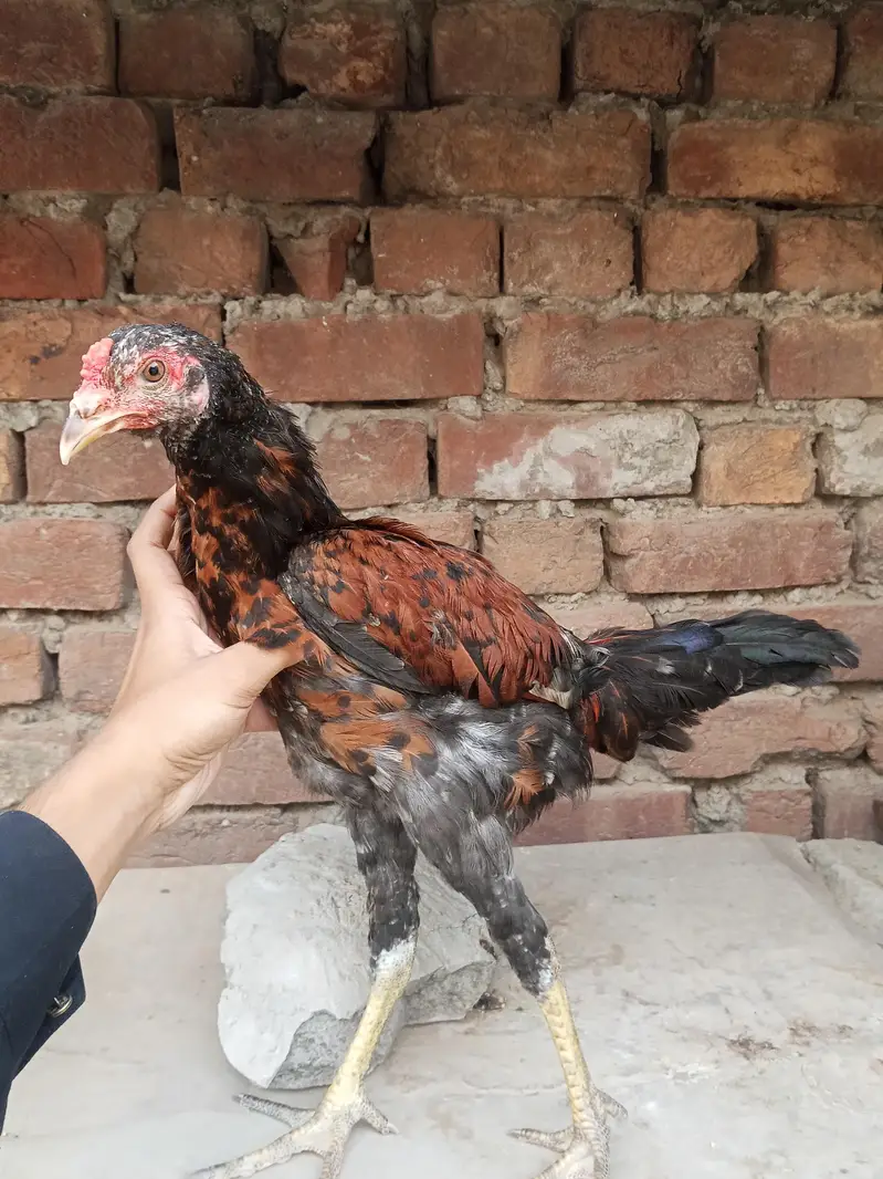 Lakha  Breed Murga Ka Bacha –Rs. 2000 per piec — photo 7