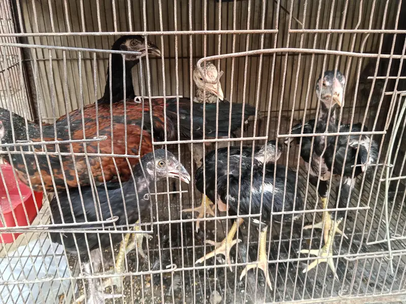 Lakha  Breed Murga Ka Bacha –Rs. 2000 per piec — photo 8